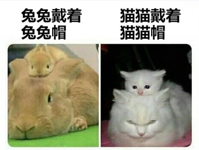 图片为左右对比的多图拼接，左侧是一只棕色兔子，其头部上方放置着一个小型兔子造型的物体，上方文字标注“兔兔戴着兔兔帽”；右侧是一只白色猫咪，头部上方放置着一个小型猫咪造型的物体，上方文字标注“猫猫戴着猫猫帽”。整体通过“动物戴同种类动物造型帽子”的重复逻辑制造可爱反差萌效果。