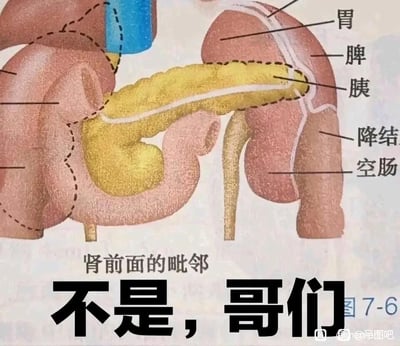 这是一张经过二次创作的网络梗图，原始素材为医学教材中展示肾前面毗邻器官的解剖示意图，图中清晰标注了与肾前部相邻的胃、脾、胰、降结肠、空肠等人体器官，并标注了“肾前面的毗邻”的说明文字。创作者在图的底部添加了网络流行的吐槽语气文字“不是，哥们”，用生活化的、带有疑惑吐槽感的口语化表达，与严肃专业的医学解剖图形成强烈反差，以此制造出荒诞搞笑的效果，属于对专业医学素材的趣味改编。