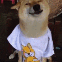 微笑柴犬穿狐狸图案T恤动态图