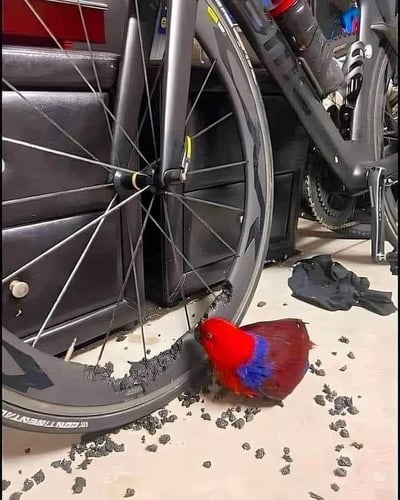 画面中一只羽毛以红、蓝为主的艳丽鹦鹉，正专注地啃咬着一辆公路自行车的碳纤维轮圈，轮圈已被啃出明显的破损缺口，大量黑色的轮圈碎屑散落在鹦鹉周围的地面上，看起来这只鹦鹉把自行车轮圈当成了磨牙或啃咬的玩具，场景既展现了鹦鹉的调皮捣蛋，也让看到的人替自行车的损坏感到心疼，充满了生活里的趣味与无奈。