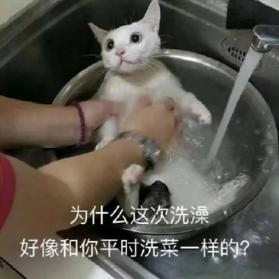 一只白猫正坐在金属盆中被人洗澡，猫咪瞪大双眼，嘴巴微张，露出极度震惊和困惑的表情。盆中充满泡沫，水龙头正在放水，一只手正在给猫涂抹沐浴露。图片下方配有文字："为什么这次洗澡好像和你平时洗菜一样的？"，通过拟人化的手法，幽默地表现了猫咪对洗澡方式的不满和疑惑，仿佛感觉自己被当成了蔬菜一样对待。