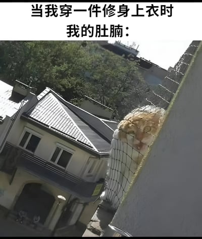 图片上方配有文字“当我穿一件修身上衣时 我的肚腩：”，下方是一张实拍图：一只猫的头部正努力从带刺的铁丝网中挤出，表情显得有些无奈和挣扎，背景有房屋和树木。图片通过将穿修身上衣时突出的肚腩比作试图钻出铁丝网的猫，用幽默的比喻展现了身材自嘲的趣味场景。