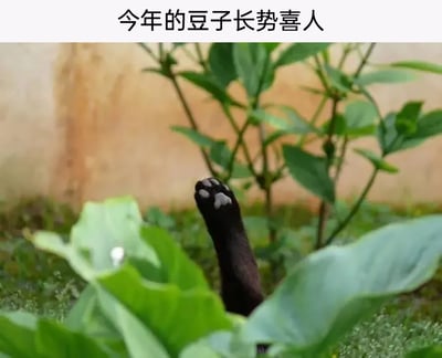 这是一张充满诙谐趣味的宠物梗图，图片顶部配有文字“今年的豆子长势喜人”，画面中一片茂盛的绿色植物丛里，一只黑猫躲藏在下方，只露出一只带有白色肉垫的黑色爪子，仿佛是“豆子”从植物丛里“长”了出来。图片巧妙运用谐音和视觉趣味梗，将黑猫调侃成“豆子”，把猫咪藏在植物中伸出爪子的可爱瞬间，和农作物生长的场景结合，制造出反差感满满的搞笑效果，生动展现了宠物日常的灵动可爱。