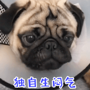 巴哥犬
