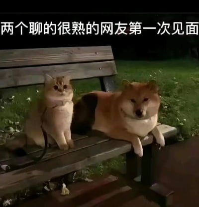 这是一张经过图像拼接换头的搞笑梗图，图中原本的猫咪和柴犬被交换了身体，猫咪的头部搭配柴犬的身体，柴犬的头部搭配猫咪的身体，二者一同待在户外的公园长椅上，表情都带着局促和尴尬。图片顶部配有文字“两个聊的很熟的网友第一次见面”，用这种荒诞的动物形象，精准还原了线上聊得十分熟络的网友，线下初次奔现时那种明明熟悉却又拘谨无措、尴尬不已的社交状态，通过搞笑的视觉效果放大了这种真实的日常社交场景，引发网友共鸣。
