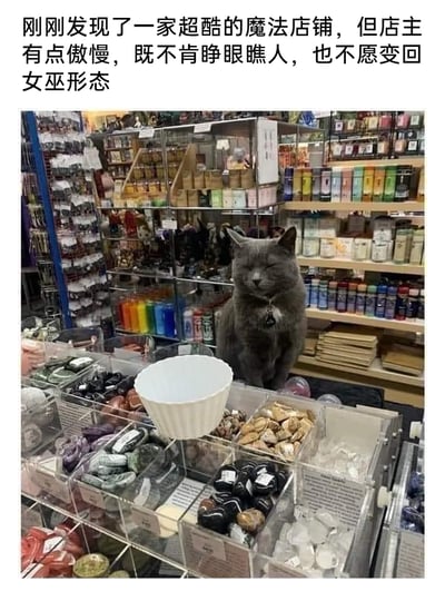 这是一张图文结合的静态照片，画面中一只灰色猫咪闭着眼睛，神态傲娇地端坐于摆满各类魔法相关物品（彩色瓶罐、矿石、神秘材料等）的店铺柜台后方，店铺货架上琳琅满目的商品充满神秘学氛围。上方配文玩梗，将这只闭眼的猫咪调侃成这家超酷魔法店铺的店主，称其既不肯睁眼瞧人，也不愿变回女巫形态，给普通的宠物照片赋予了奇幻的女巫设定，充满趣味与脑洞。