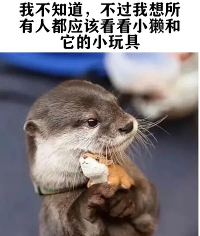 图片上方配有文字“我不知道，不过我想所有人都应该看看小獭和它的小玩具”，下方是一只水獭的特写照片。水獭毛色为灰褐色，腹部呈白色，正用前爪抱着一个小型毛绒玩具，眼神呆萌地望向一侧，整体画面温馨治愈，充满可爱气息。