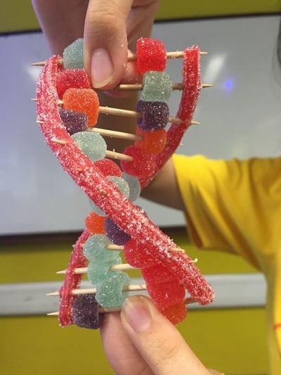 图片展示了一个创意十足的手工DNA模型，使用红色软糖作为双螺旋结构的骨架，彩色软糖（蓝色、橙色、紫色）作为碱基对，通过牙签连接固定。一只手从上方捏住模型，另一只手从下方托住，背景似乎是教室环境，可能用于科学教学或趣味手工活动。这个模型将抽象的科学概念转化为生动有趣的实物，兼具教育意义和视觉吸引力。