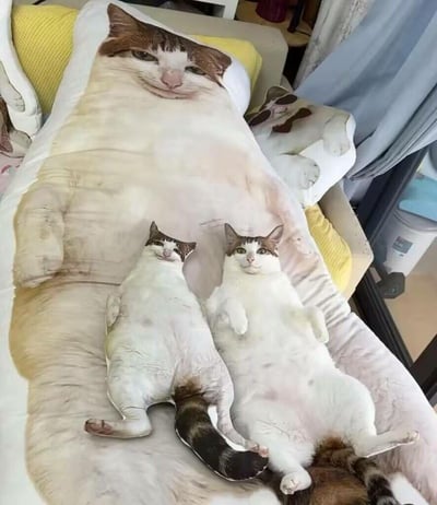 画面里两只真实猫咪仰躺在印有同款猫咪图案的大抱枕上，旁边还摆放着和它们外形几乎一致的猫咪玩偶，玩偶姿势和真实猫咪完全同步，形成真假猫咪“排排躺”的趣味场景，视觉上充满治愈感与搞笑感，仿佛猫咪们找到了自己的大号分身和迷你替身。