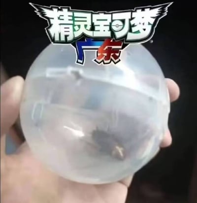 这是一张网络恶搞梗图，画面顶部采用经典IP《精灵宝可梦》的官方标题字体样式，在标题下方额外添加了红蓝配色的“广东”二字，画面主体为一只人手握持着一颗半透明的圆形球体，球体内部模糊可见类似蟑螂的物体，结合文字玩了广东地区蟑螂体型大、数量多，被网友调侃为当地特色“宝可梦”的流行梗。