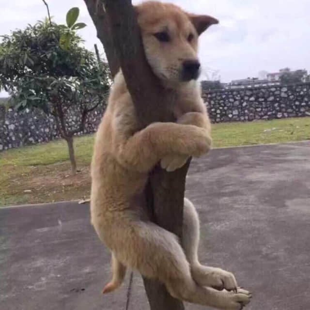 小黄狗