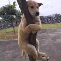 小黄狗
