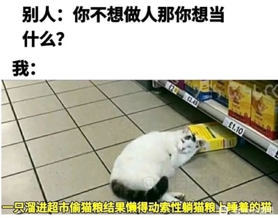 这是一张结合实拍图片与搞笑文案的趣味梗图，采用上下图文结合的形式。上方是问答式文案，“别人”提出问题：“你不想做人那你想当什么？”，随后“我”的回答引出下方的实拍图片。图片展示了一只白身带黑棕斑纹的猫咪，它溜进超市的猫粮货架区域，原本似乎打算偷取猫粮，却因太过慵懒，直接蜷缩着躺在货架下方的浅灰色瓷砖地面上，头部枕靠着一盒黄色包装的猫粮，双眼紧闭，正惬意地熟睡。图片底部的文字进一步解释了猫咪的状态，完整呈现了回答的内容：“一只溜进超市偷猫粮结果懒得动索性躺猫粮上睡着的猫”。这张梗图通过将猫咪的慵懒行为与人类渴望摆脱生活压力、只想摆烂躺平的心态相结合，精准戳中当代人的情绪，用幽默的方式抒发了人们对轻松无负担生活的向往。