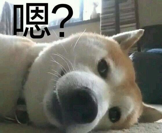 柴犬歪头疑惑表情包：嗯？