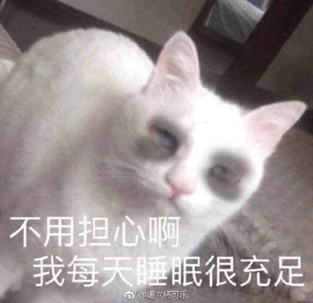 黑眼圈白猫说自己睡眠充足