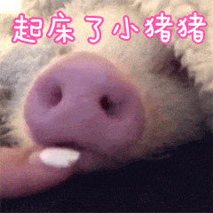 可爱小猪鼻子被戳醒 萌系叫早动图