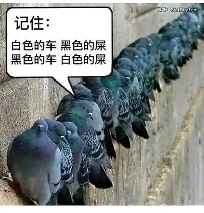 这是一张静态单图，属于文字加注的趣味创作。画面主体是一群灰黑色的鸽子并排栖息在粗糙的墙面上，神态平静，整齐地贴靠墙面站立。画面左侧添加了拟人化的对白气泡，以鸽子的口吻说出“记住：白色的车 黑色的屎 黑色的车 白色的屎”，用直白的语言调侃了生活中常见的现象——鸟屎本身的颜色在不同颜色的车身上会因为色彩对比呈现出明显的反差，白色车身上的鸟屎看起来是黑色，黑色车身上的鸟屎看起来是白色，这个创作通过拟人化的方式把这个生活小观察变得生动有趣，更容易让人记住。