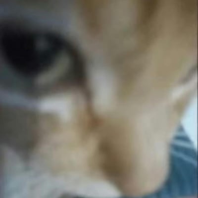 这是一张经过模糊处理的真实猫咪脸部特写图，猫咪的五官和脸部轮廓都变得模糊不清，呈现出一种迷惑又滑稽的视觉效果，常被用作聊天时的情绪表达素材，用来传递懵圈、无语、没搞清楚状况的心情，适合回应让自己摸不着头脑的内容。