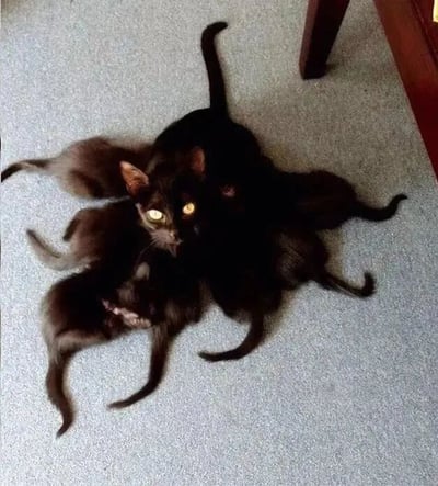 一只黑猫妈妈正趴在灰色地毯上，周围环绕着几只同样乌黑的小奶猫，它们紧紧依偎在一起。猫妈妈的眼睛在光线下发着明亮的黄色光芒，显得温柔又警觉。画面右侧能看到一截木质家具的腿，整体场景温馨治愈，展现了猫咪母子间的亲密互动。