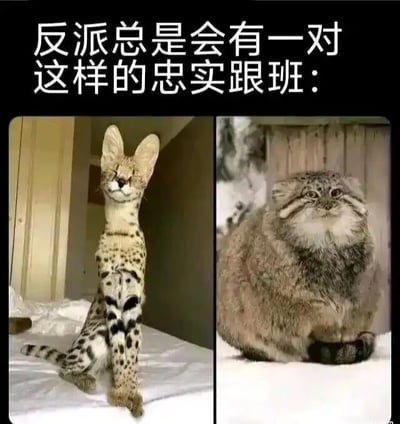 这是一张左右对比的多图拼接静态梗图，上方配有文字“反派总是会有一对这样的忠实跟班：”。左侧是经过夸张P图改编的薮猫，它的身体被拉长得格外纤细，耳朵大而竖立，眯着眼睛、嘴角上扬，露出得意又谄媚的神态，端正地坐着；右侧是真实拍摄的兔狲，它圆滚滚的，毛发蓬松，眉头微蹙、眼神严肃，蹲坐在雪地上。这张图将两种外形和神态反差极大的猫拟人化，对应影视或故事里反派身边常见的两种典型跟班形象：一个是溜须拍马、外形怪异的类型，一个是憨厚敦实、一脸严肃的类型，通过夸张的视觉效果制造出搞笑的娱乐效果。