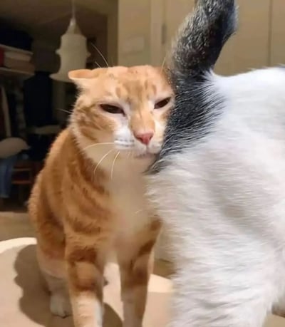 图片中两只猫咪在家庭环境中互动，左侧橘猫表情冷漠，眼睛半眯，正面对右侧的黑白猫；右侧黑白猫则背对橘猫，仅露出背部和尾巴。背景可见室内家具和灯具，整体氛围温馨日常。