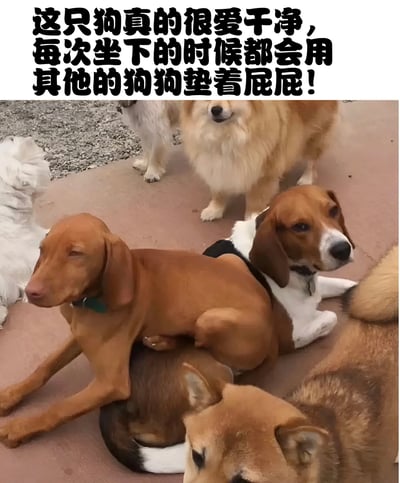图片展示了一群狗狗聚集的场景，其中一只棕色的狗正坐在另一只狗的背上，形成了有趣的视觉效果。图片上方配有文字：'这只狗真的很爱干净，每次坐下的时候都会用其他的狗狗垫着屁屁！'，通过拟人化的幽默手法，将狗狗间的自然互动解读为'爱干净'的行为，制造出滑稽可笑的效果。