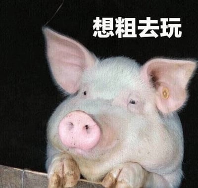 图片中是一只白色小猪的特写，它有着粉粉的鼻子和大大的耳朵，前蹄搭在木栅栏上，探头向外张望，眼神中带着期待和一丝呆萌。图片上方配有白色文字“想粗去玩”，其中“粗”字是“出”的谐音化表达，显得更加口语化和可爱，整体营造出一种小动物渴望外出玩耍的纯真氛围。
