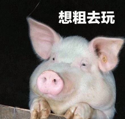 想出去玩的小猪