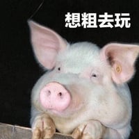 小猪