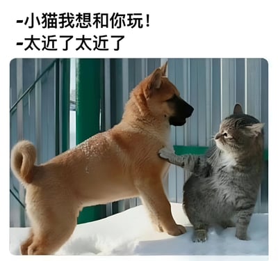 一只棕色小狗兴奋地想靠近灰色猫咪玩耍，却被猫咪伸出爪子抵住胸口拒绝，上方配文生动展现了两者的互动心声：'小猫我想和你玩！'与'太近了太近了'，画面充满冬日雪地的温馨与动物间的趣味互动。