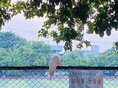 一只白猫正灵巧地攀爬在带刺的铁丝网围栏上，围栏旁立着一块白底黑字的警示牌，上面写着‘攀越围栏是违纪行为 请自重—勿攀越’。猫咪的攀爬动作与警示牌的警告内容形成鲜明反差，画面充满幽默的‘叛逆’感。背景中可见茂密的绿树、远处的起重机和高楼建筑，整体呈现出城市中自然与人工环境交融的生活场景。