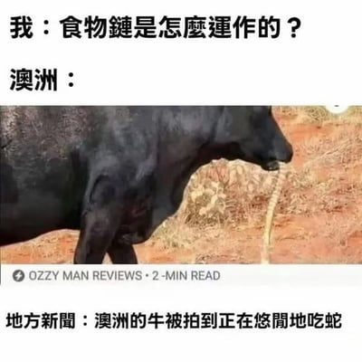 这张梗图以问答形式展开，提问「食物链是怎么运作的？」，随后用澳洲的真实新闻照片作为回答：一头黑色的牛正叼着一条蛇，配文说明这是澳洲的地方新闻——「澳洲的牛被拍到正在悠闲地吃蛇」。通过打破大众对牛是食草动物的固有认知，用澳洲动物界的反常现象制造反差感，以此调侃澳洲特殊的食物链生态，充满搞笑与猎奇的效果。