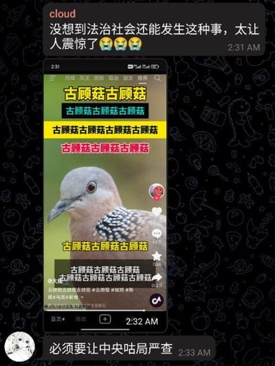 这是一张社交聊天界面截图，由三条内容组成：顶部是昵称为cloud的用户发送的消息，内容为“没想到法治社会还能发生这种事，太让人震惊了”并搭配三个流泪表情，发送时间为2:31AM；中间嵌入了一段短视频平台的截图，视频主体是一只斑鸠的肖像，整个视频画面被大量重复的“古顾菇”文字铺满，“古顾菇”是斑鸠叫声“咕咕咕”的谐音，用来模拟斑鸠不断鸣叫的效果，视频界面还保留了点赞、评论、分享等短视频平台的交互按钮；底部是另一名用户发送的消息，内容为“必须要让中央咕局严查”，将相关机构名称谐音替换为“咕局”呼应前面的咕咕鸟叫声梗。整张图用看似严肃震惊的吐槽话术搭配无厘头的鸟叫谐音内容，形成强烈反差笑点。