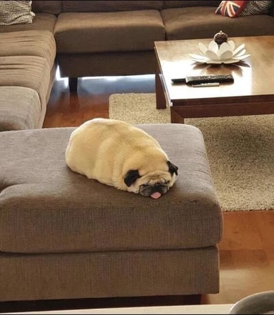 一张温馨的家庭客厅照片，画面中央是一只浅色巴哥犬正趴在棕色脚凳上休息，身体蜷缩成圆形，耳朵耷拉，眼睛微闭，舌头微微吐出，显得十分放松困倦。客厅内有棕色L型沙发、木质咖啡桌（上放遥控器和白色莲花状装饰品）、浅色地毯和木地板，整体氛围舒适治愈。