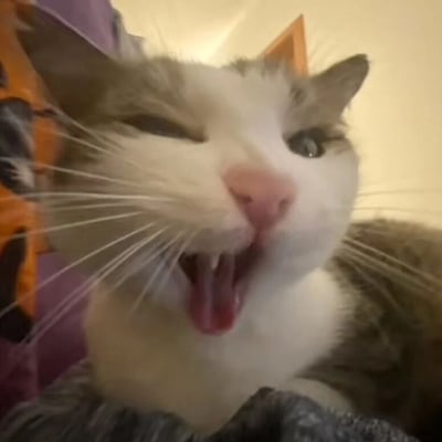 这是一张近距离拍摄的猫咪特写照片。猫咪有着白色和灰色相间的毛发，鼻子呈粉红色，一只眼睛微微眯起，另一只眼睛睁大，嘴巴张开露出细小的牙齿和粉红色的舌头，表情显得既慵懒又略带搞怪。背景为模糊的浅色墙面，隐约可见部分紫色和橙色物体，但主体完全聚焦在猫咪的面部表情上。
