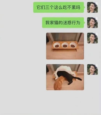 这是一张微信风格的聊天记录截图，猫咪主人先发送两条消息：“它们三个这么吃不累吗”和“我家猫的迷惑行为”，随后附上两张图片。第一张图片展示了一个带有三个分别装有猫粮的猫碗的木质喂食架，三个碗都有猫粮且位置独立；第二张图片则呈现了三只不同花色的猫咪（橘色、黑色、白色），它们没有分别使用三个碗，而是全部挤在最右侧的同一个猫碗里进食，另外两个碗被完全空置。这种违背常理的进食方式，显得滑稽又可爱，完美对应了主人所说的“迷惑行为”，体现出猫咪们独特又有趣的日常习性。