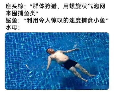 这是一张幽默对比梗图，上方文字分别描述了座头鲸和鲨鱼的捕食技巧：座头鲸群体狩猎并用螺旋状气泡网围捕鱼类，鲨鱼则利用惊人速度捕食小鱼。最后以“水母：”引出下方图片，图中一名男子正悠闲地仰漂在泳池中，四肢舒展，表情放松，通过这种反差幽默地暗示水母的生存方式相对被动悠闲。
