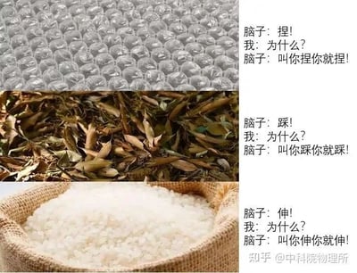 这是一张由三张图片拼接而成的连环图文混排图，从上到下依次展示了气泡膜、堆积的落叶、一袋大米的实物图，每张图右侧都配有“我”与“脑子”的对话。第一组对话中，“脑子”命令“我”捏气泡膜，“我”询问原因，“脑子”只强调叫捏就捏；第二组对话是“脑子”让“我”踩落叶，问答模式一致；第三组则是“脑子”让“我”把手伸进米袋里，同样的问答逻辑。这些场景都是生活中大众公认的解压小事，用拟人化的“脑子”和“我”的对话，生动表现出人们面对这类解压行为时，大脑的本能驱使，无需理由就想做这些事的心理，十分贴合日常的解压体验。