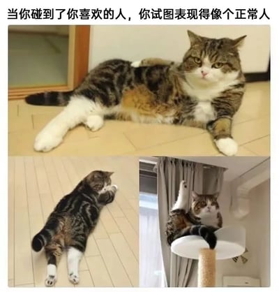 这张梗图通过三只猫咪的不同姿势，幽默地展现了人们在遇到喜欢的人时，试图表现得正常却内心慌乱的状态。上方文字“当你碰到了你喜欢的人，你试图表现得像个正常人”点明主题。第一张图中猫咪侧躺地板，眼神故作镇定，姿态放松；第二张图猫咪背对镜头，蜷缩身体，似乎在掩饰紧张；第三张图猫咪则狼狈地挂在猫爬架上，一只爪子抓着窗帘，暴露了真实的慌乱。