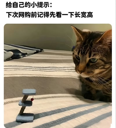 一只虎斑猫正疑惑地盯着床上一个迷你猫抓板玩具。图片上方配有文字'给自己的小提示: 下次网购前记得先看一下长宽高'，幽默地表达了网购时因未看清尺寸而买到过小物品的尴尬经历。猫咪的表情和迷你猫抓板形成鲜明对比，突出了尺寸不符的搞笑效果。