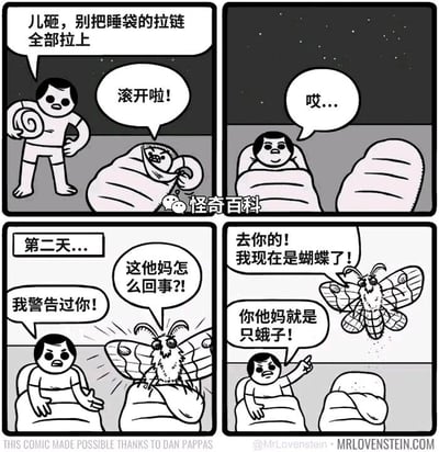 这是一幅四格黑白连环漫画，讲述了一个荒诞搞笑的拟人化故事：第一格中，一名人类角色手持拉链，对着睡袋里的虫类角色耐心叮嘱“儿砸，别把睡袋的拉链全部拉上”，但虫类角色十分不耐烦，回怼“滚开啦！”；第二格，人类角色看着已经把睡袋完全拉上的虫，无奈地发出叹息“哎...”，背景的星空表明时间来到夜晚；第三格，画面标注“第二天...”，人类角色看着从睡袋里钻出来的大蛾子，生气地说道“我警告过你！”，而蛾子则一脸震惊地大喊“这他妈怎么回事？!”；第四格，蛾子愤怒地对着人类喊“去你的！我现在是蝴蝶了！”，人类则毫不留情地指着它骂道“你他妈就是只蛾子！”。故事用拟人化的情节制造出荒诞感，同时讽刺了那些无法认清自身真实情况、强行自我欺骗的人。