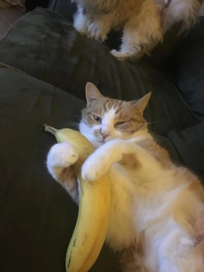 一只橘白相间的猫咪正舒舒服服地躺在深色沙发上，用两只前爪紧紧抱着一根黄色的香蕉，表情看起来十分惬意，还眯着一只眼睛，仿佛在享受这个特别的“玩具”。猫咪的毛色是橘白相间，白色的爪子抱着香蕉显得格外可爱。在猫咪上方的沙发上，还能看到一只浅棕色的狗狗的爪子和部分身体，似乎也在沙发上休息，整个画面呈现出一种温馨又有趣的居家氛围。
