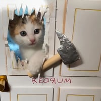 三花小奶猫