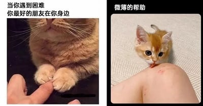 这是一张左右布局的多图拼接静态图，通过两个场景对比展现朋友在你遇到困难时的不同陪伴方式：左侧图中，一只体态丰腴的橘色猫咪将双爪轻轻握住人类的一根手指，上方配文“当你遇到困难 你最好的朋友在你身边”，传递出朋友给予的坚实、可靠的陪伴感；右侧图里，一只幼小的橘色猫咪正伸出舌头，认真舔舐人类膝盖上的伤口，上方配文“微薄的帮助”，呈现出虽然自身力量弱小，但依然尽全力给予温暖与支持的状态。两张图用猫咪的不同表现，幽默又治愈地诠释了朋友陪伴的两种形态，既可以是有力的依靠，也可以是微薄却暖心的关怀，容易引发观者对友情的共鸣。