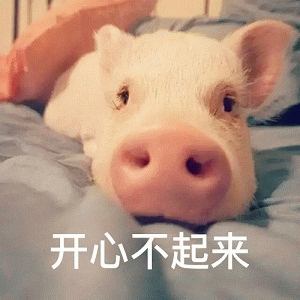 小白猪躺平叹气：开心不起来