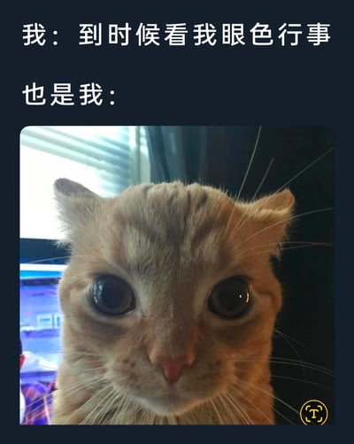 这是一张自嘲类的搞笑表情包，上方文字“我：到时候看我眼色行事”塑造出一副胸有成竹、能掌控局面的姿态，下方则搭配了一只眼睛圆睁、眼神慌乱无措的橘猫实拍图，并标注“也是我”，形成强烈的反差感。该表情包生动地还原了人们在放狠话、故作镇定之后，自己反而先陷入紧张、慌乱，完全没了底气的日常场景，精准戳中嘴硬心虚的状态，充满诙谐的搞笑效果，很适合在聊天中用来调侃自己的怂态。