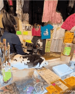 这是一段竖屏动态图（GIF），展示了一个摆满衣物、小物件的杂货小店内部场景：一位扎马尾的女生在柜台后方整理商品，一只黑白相间的猫咪正惬意地趴在柜台前的台面上，姿态放松慵懒，看起来像是在“值守”柜台，画面充满温馨治愈的日常烟火气，没有双关、谐音梗或暗示内容。