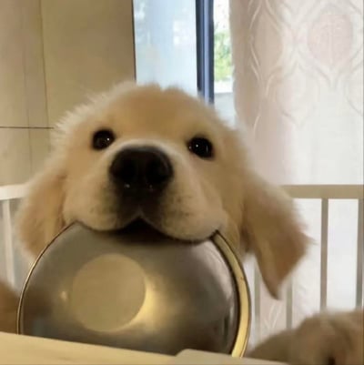这是一张超萌的金毛幼犬特写照片。毛茸茸的浅黄色幼犬正叼着一个银色金属碗，两只又大又圆的黑眼睛水汪汪地直视镜头，鼻子湿漉漉的，表情看起来既无辜又带着一丝期待，仿佛在讨要食物或等待指令。背景中可以看到室内的浅色墙壁、一扇窗户以及窗外的绿色植物，还有部分浅色花纹窗帘，整体环境温馨明亮，充满生活气息。