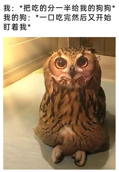 这是一张幽默梗图，上方配有文字描述："我：*把吃的分一半给我的狗狗* 我的狗：*一口吃完然后又开始盯着我*"。图片主体是一只猫头鹰，它有着异常大而圆的眼睛，正直勾勾地盯着前方，表情专注而期待，完美契合了文字中描述的狗狗吃完食物后继续盯着主人要更多食物的场景。猫头鹰的羽毛呈现棕色和黑色相间的条纹，身体圆润地坐在白色表面上，背景较为简单，突出了猫头鹰的面部表情。
