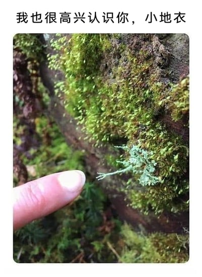 这是一张充满治愈自然趣味的原创实拍图片，画面主体是覆盖着茂密苔藓的树干，树干上生长着一小丛形态别致的地衣，拍摄者伸出一根手指，指尖正对着这株小巧的地衣，图片上方配有拟人化的文字“我也很高兴认识你，小地衣”，用充满友好的互动姿态，表达了对这类小众自然植物的喜爱，整体氛围温馨治愈，展现了人与自然微小生命的温柔互动。